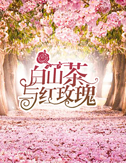 【主角夏晴程墨阳】白山茶与红玫瑰txt全集阅读